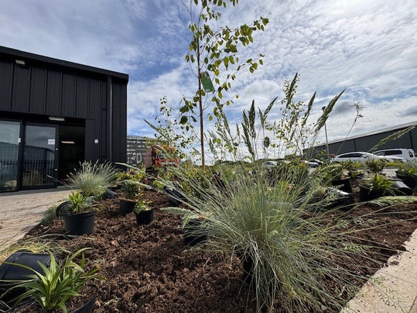 Planting area near shop door