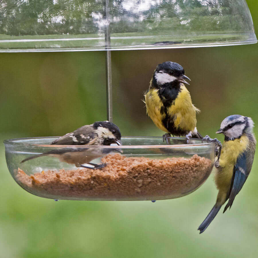 Small birds eating softfood from the I Love Robins feeder.