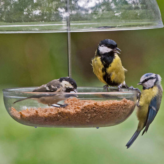 Small birds eating softfood from the I Love Robins feeder.