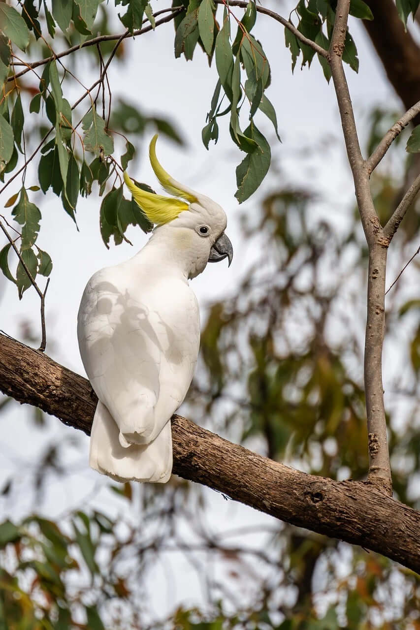 Cockatoo Bird Food