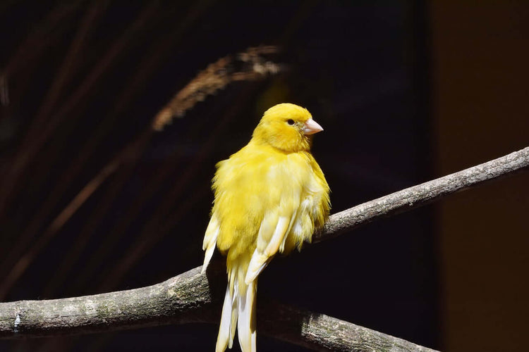 Canary Seed & British Bird Mixes