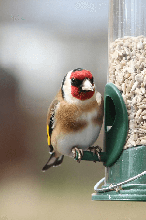 Bird Seed Feeders for Every Need