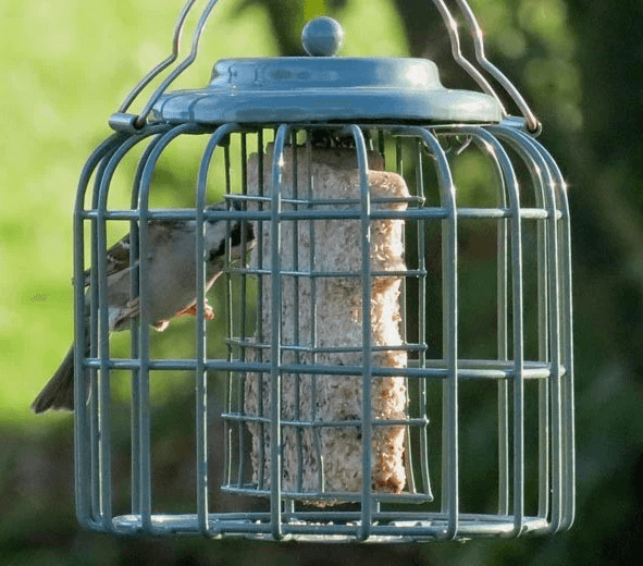 Suet Bird Feeders Collection