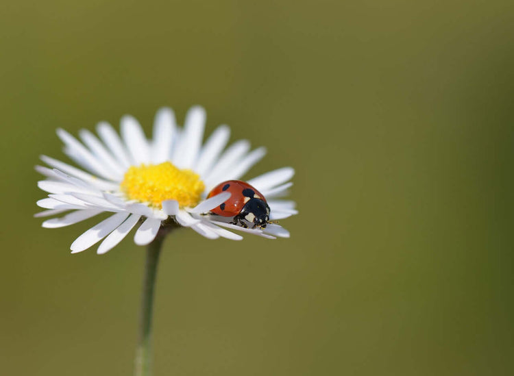 Charming Bug Hotels