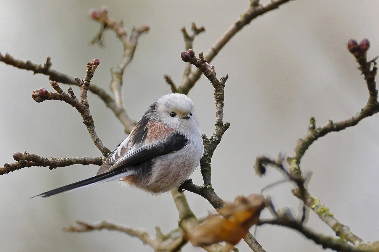 Long-Tailed Tit Bird Products