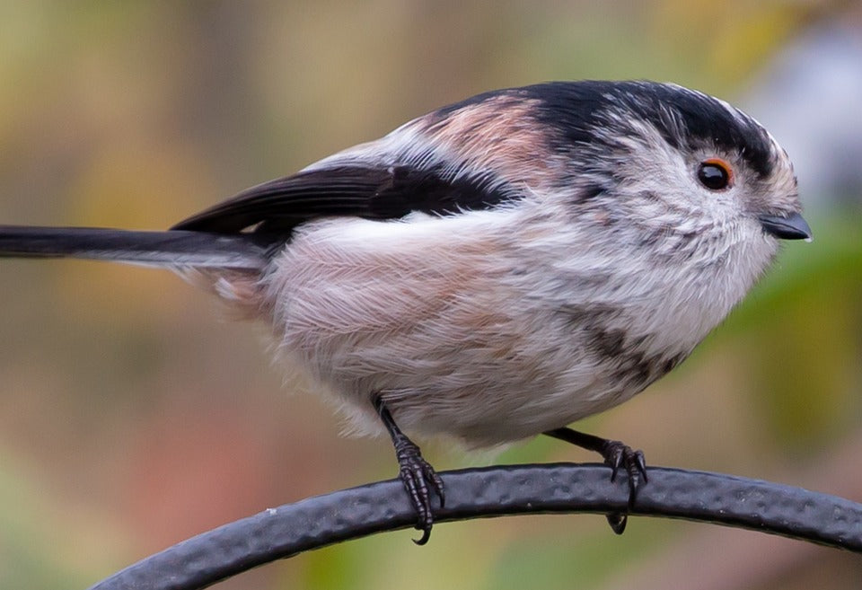 Long-tailed tit on a bird feeding station probably looking for peanuts or suet. 