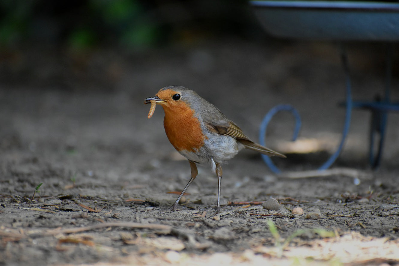 Live & Dried Mealworms for Birds