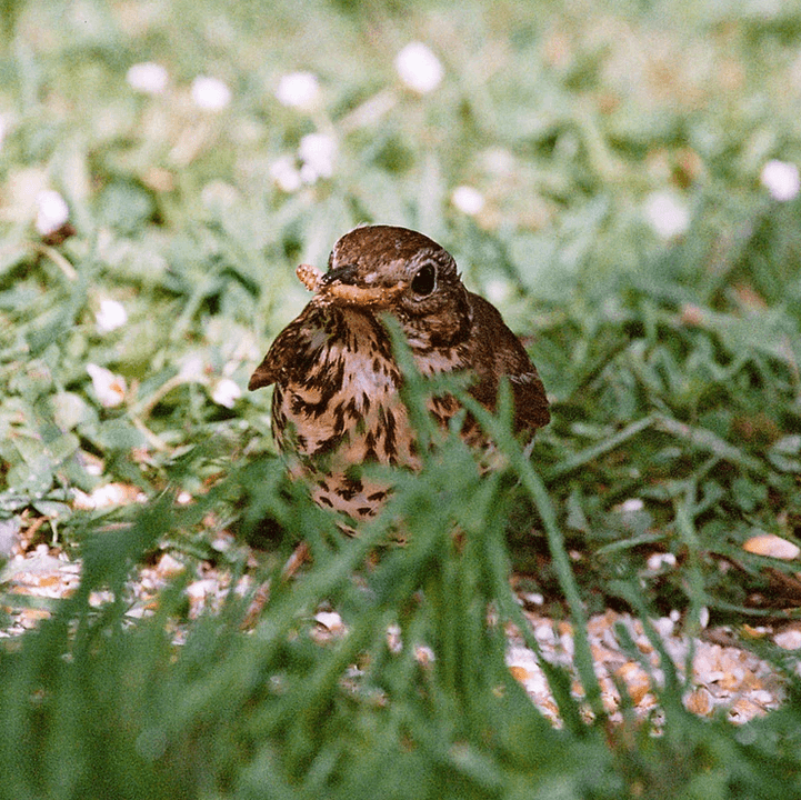 Mealworms for Cage & Aviary Birds