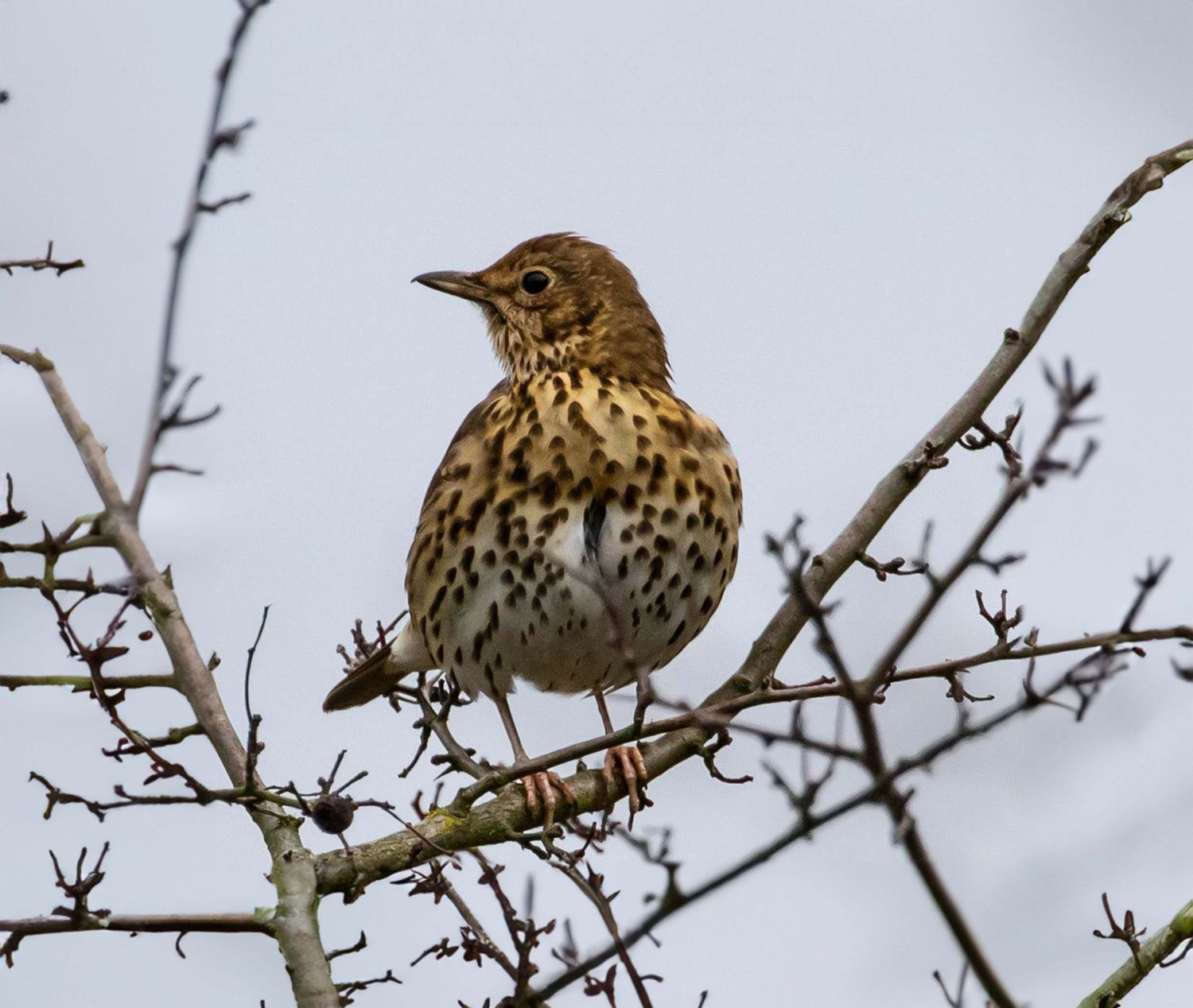 Mistle Thrush Bird Products