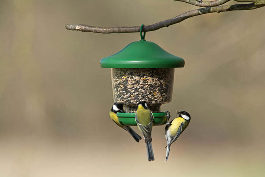 Hanging seed feeder for small birds to cling on to base