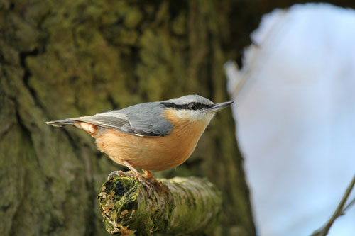 Nuthatch