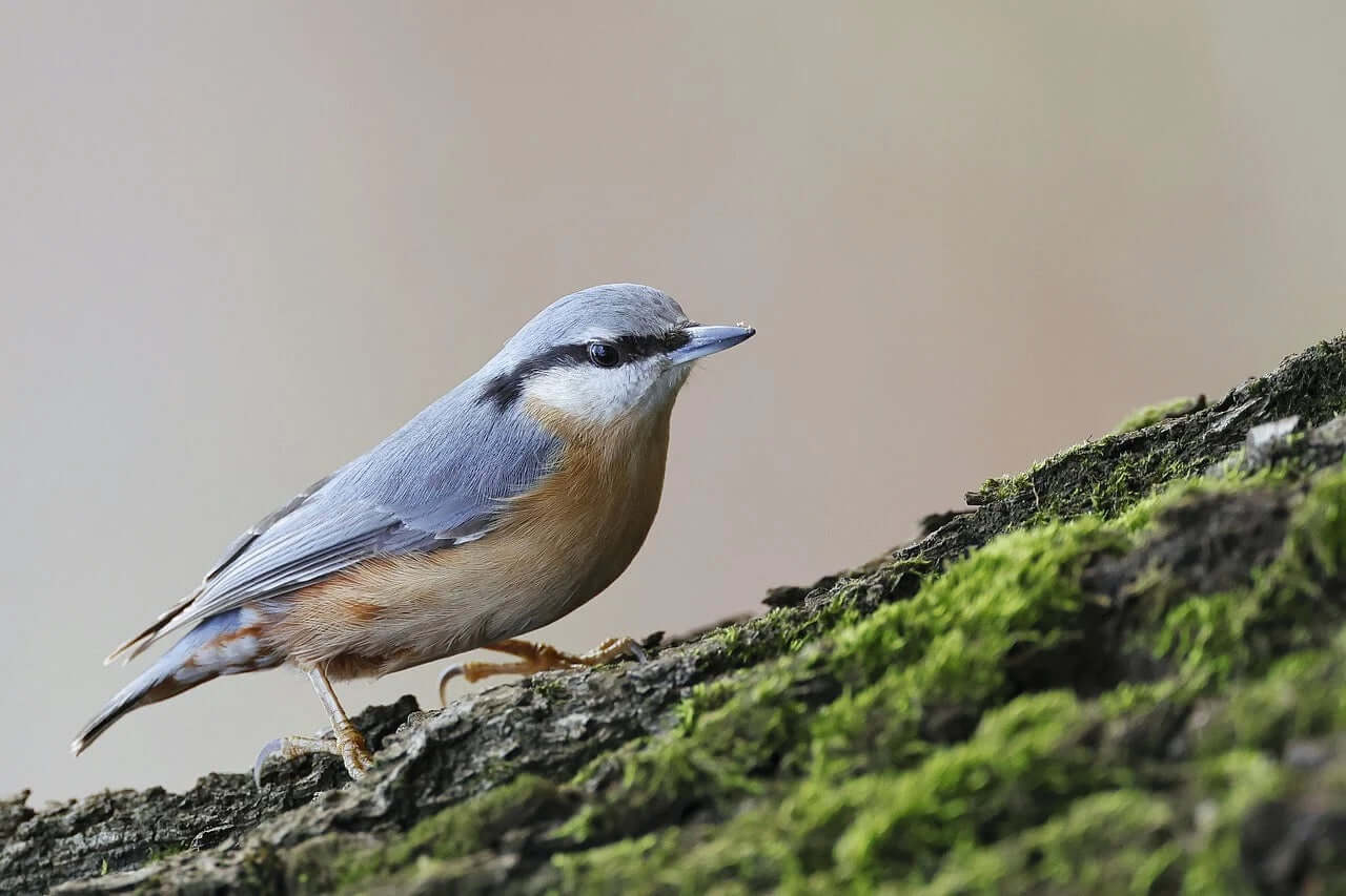 Nuthatch Bird Products