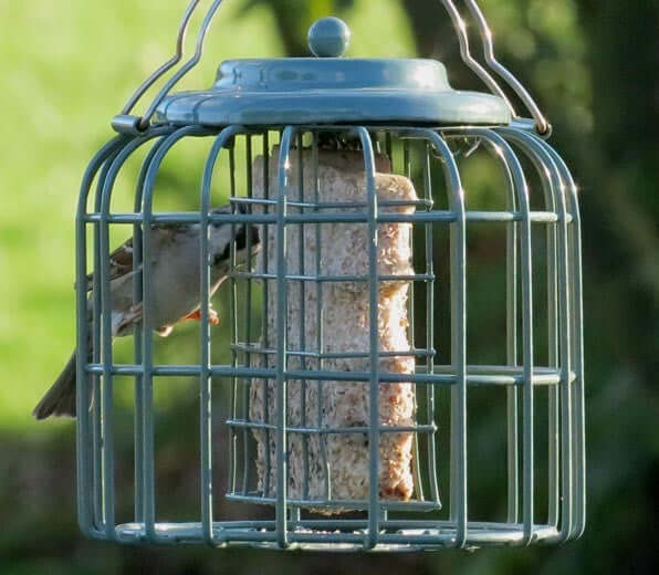 Oval shaped suet feast feeder holding one suet feast feeder