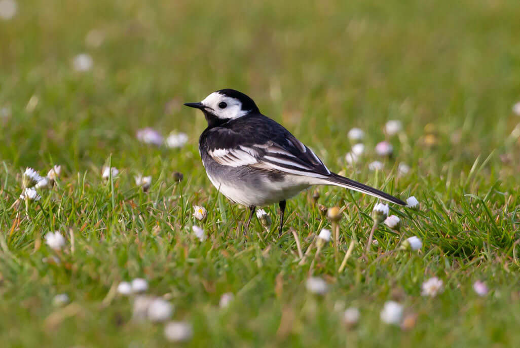 Pied Wagtail Bird Products