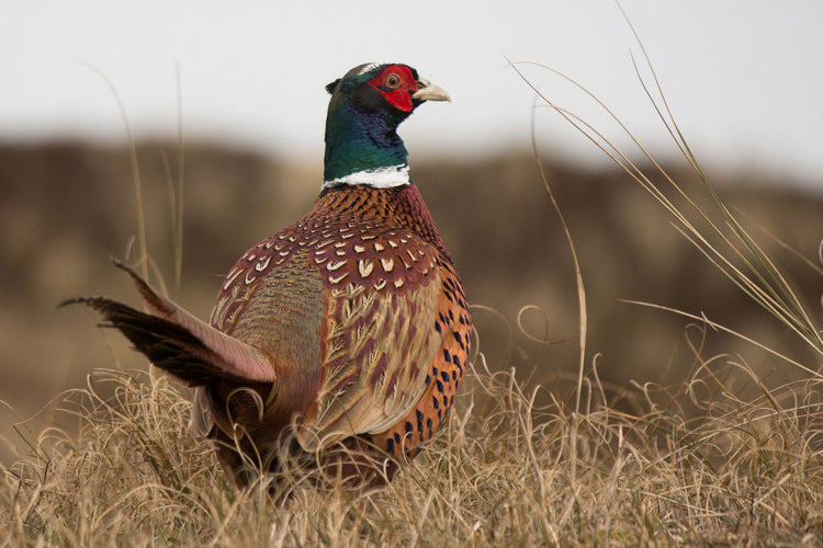 Pigeon & Poultry Seed Mixes