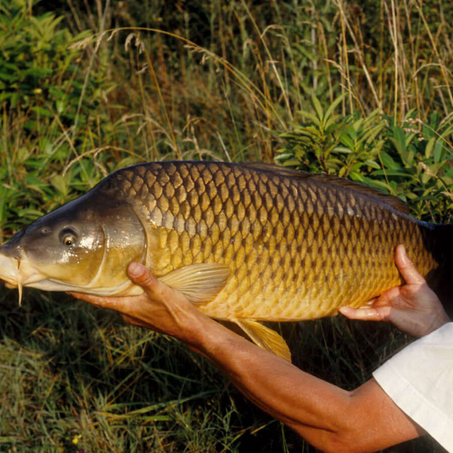 Caught using NaturalRed "3 in 1" fishing base mix.