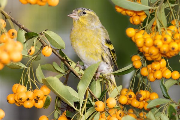 Whispers of Joy: Discovering the Charm and Cheerfulness of Siskins