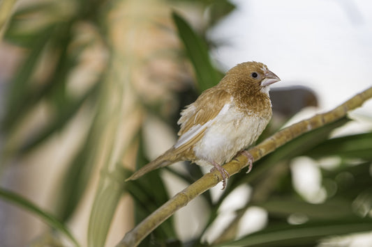 The Bengalese Finch: A Charming Companion for Bird Enthusiasts