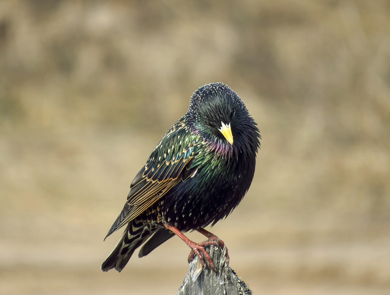 Buy bird food for Starlings UK.