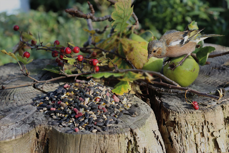 Nutritious Bird Seed