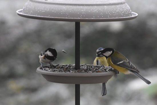 A coal tit, blue tit and great tit on a bird feeding station consuming wild bird food and bird seed mix.