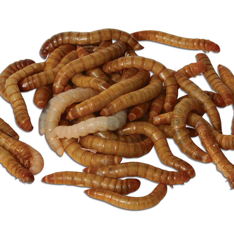 Shiny, live mealworms for garden birds. 