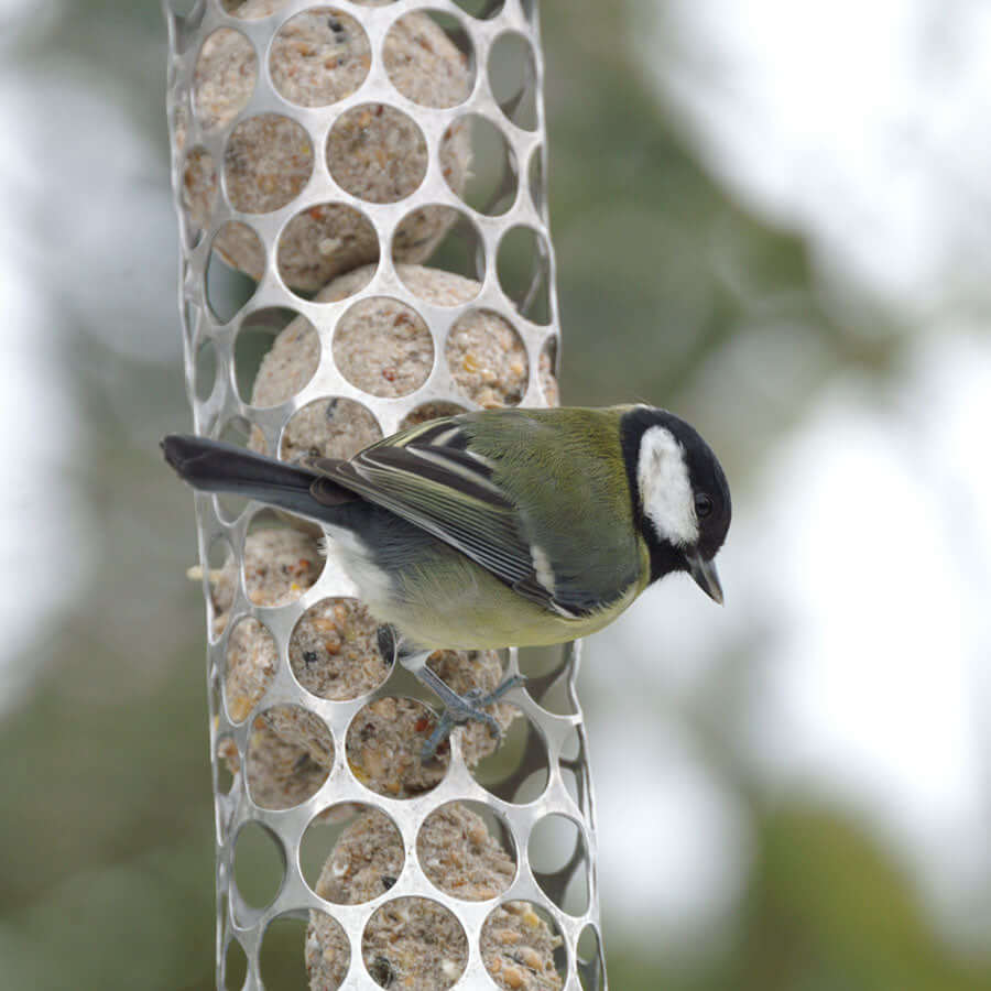 Bird on metal de luxe fat ball feeder filled with five small fat balls.