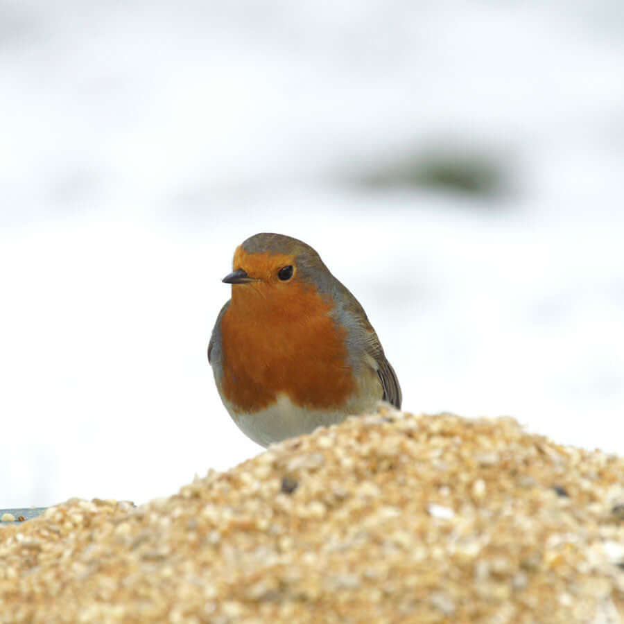 Soft food for garden birds containing sunflower hearts, raisins and mixed fruit from Haith's