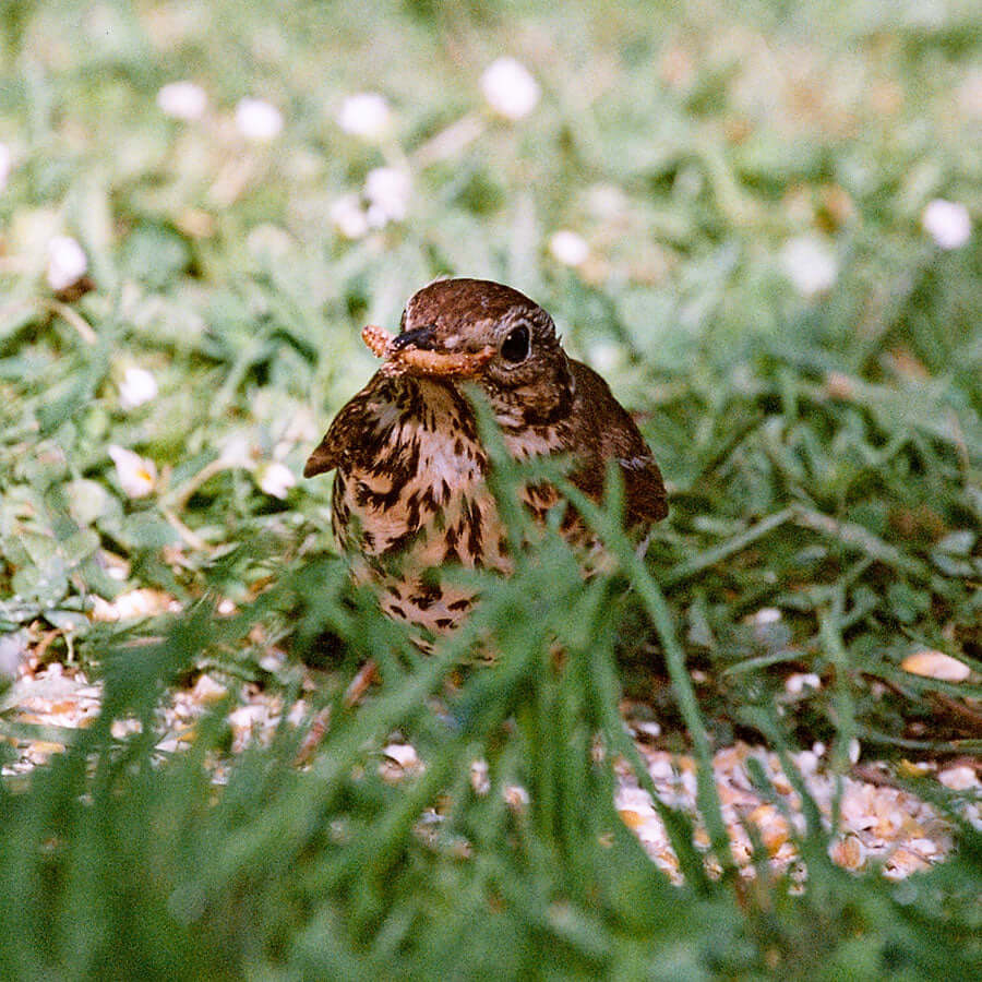 Thrush eating Dried Mealworm which is blended into Haith's soft food.