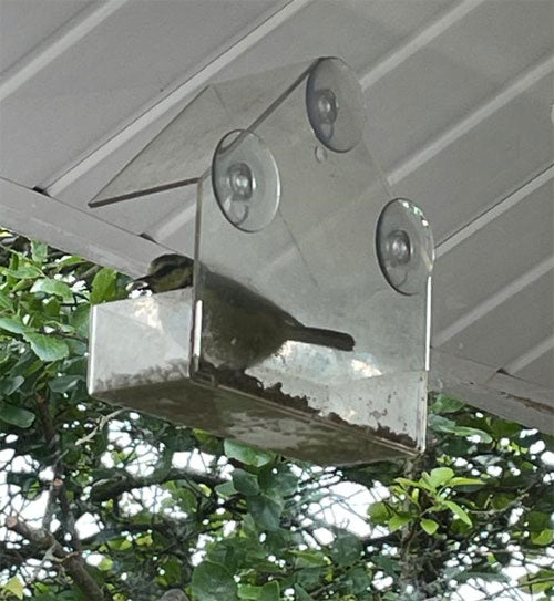 Blue tit stood inside a window bird feeder